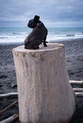 5th Dec 2022 - I put my dog on a pedestal ...