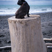 I put my dog on a pedestal ... by dkbarnett