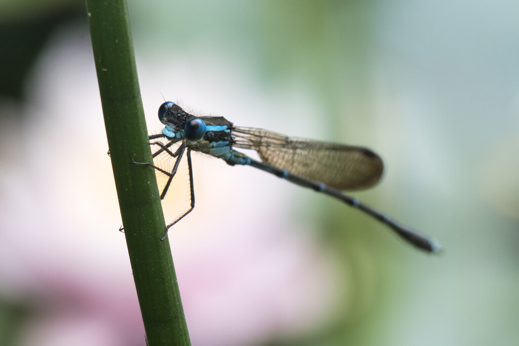 Blue dragonfly by dkbarnett