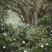 Live oaks and camellias by congaree
