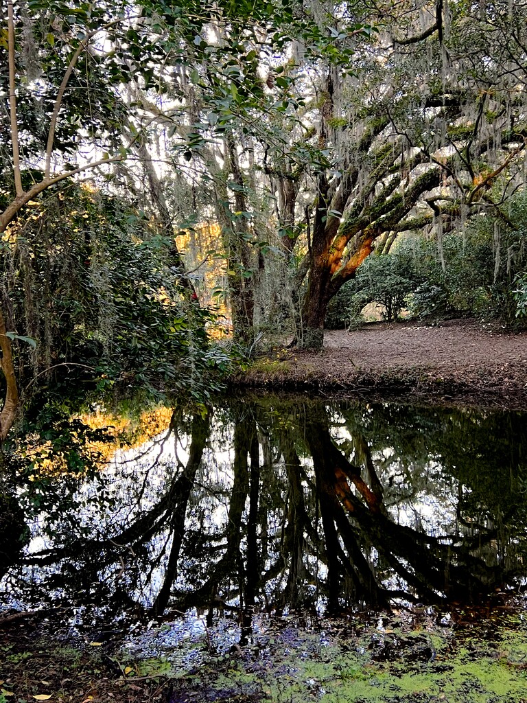 Reflections in the pond by congaree