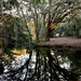 Reflections in the pond by congaree