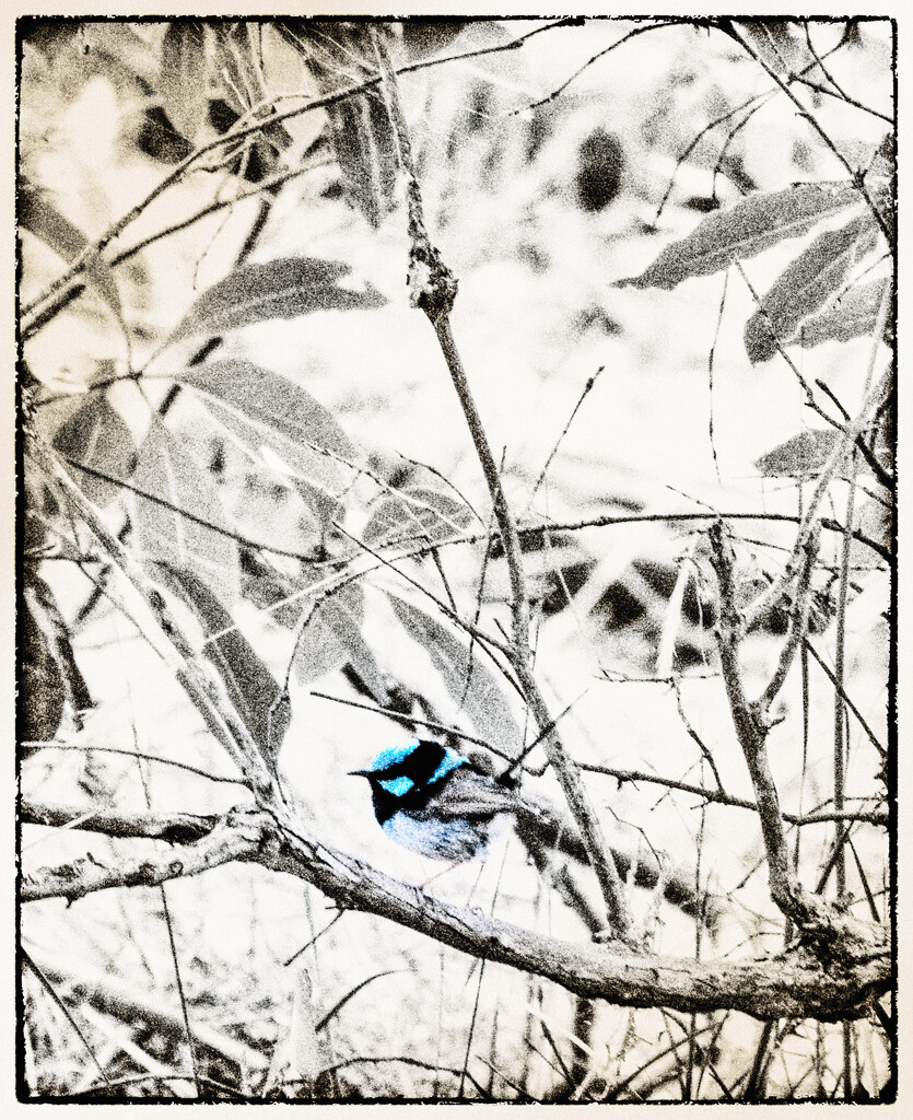 a blue bird by mumuzi