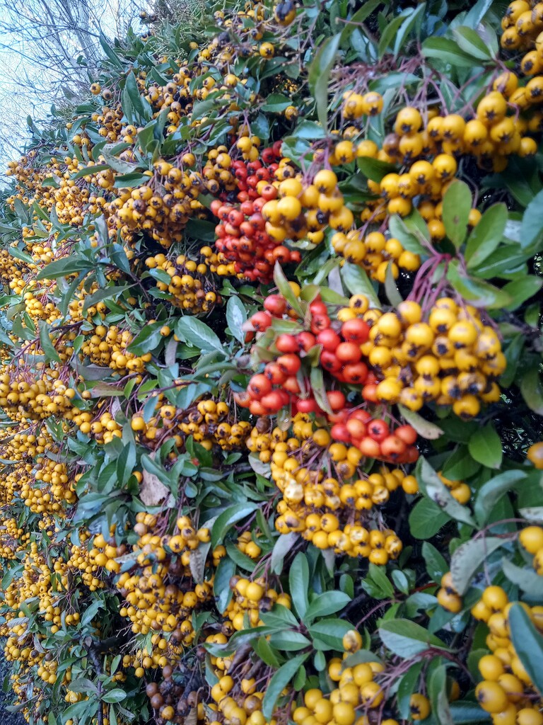 A wall of berries by 365projectorgjoworboys