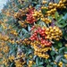 A wall of berries by 365projectorgjoworboys
