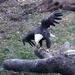 Eagle Sticks The Landing! by randy23