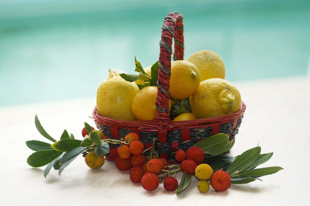 Christmas lemons by laroque