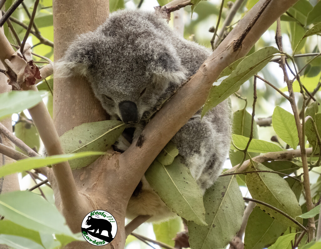 comfy as a soft pillow by koalagardens