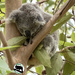 comfy as a soft pillow by koalagardens