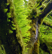 20th Dec 2022 - Ferns Growing on Tree