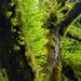 Ferns Growing on Tree by jgpittenger