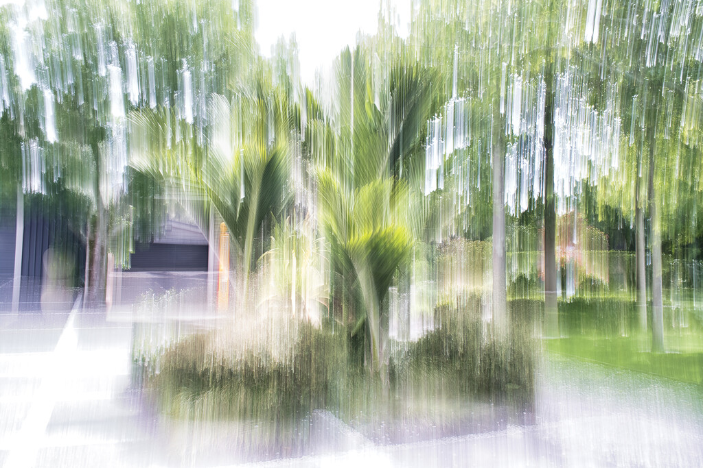 Garden ICM Nikau by dkbarnett