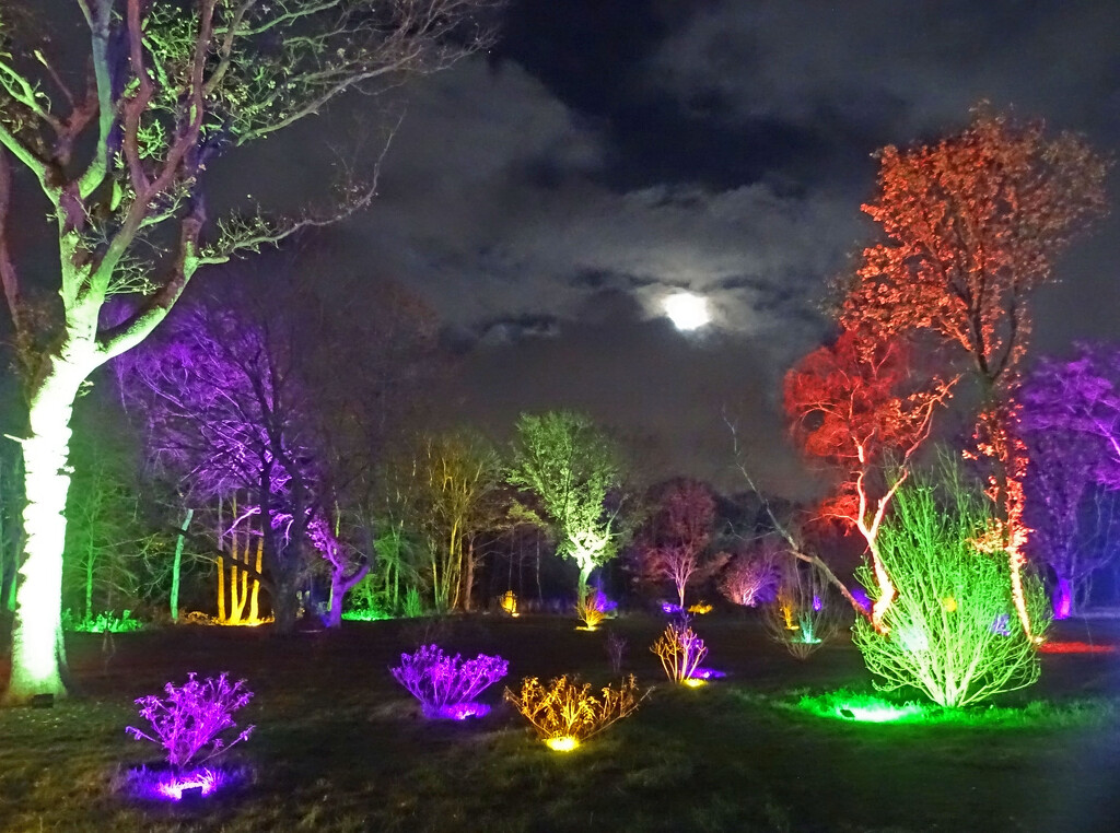 'Glow' at RHS Bridgewater Gardens by marianj