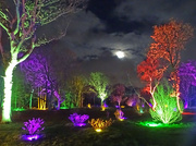 8th Dec 2022 - 'Glow' at RHS Bridgewater Gardens