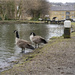 Canada Geese by pcoulson