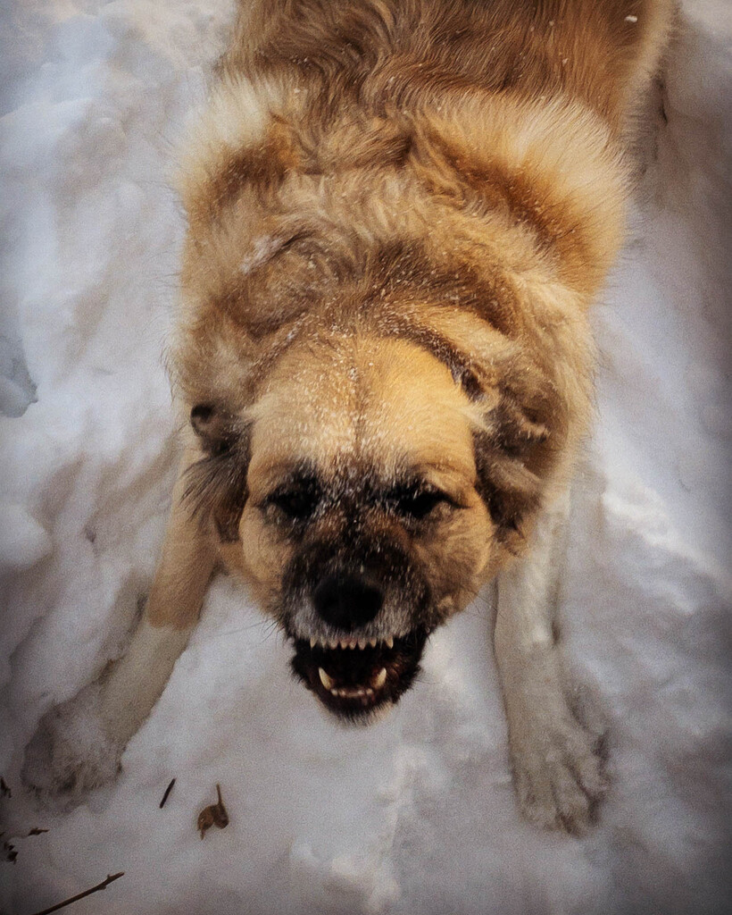 Angry dog by jeffjones