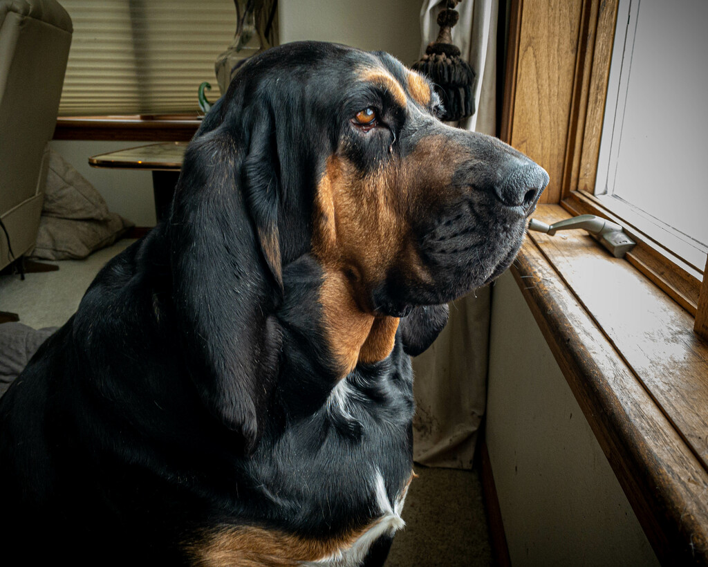 Waiting at the window by jeffjones