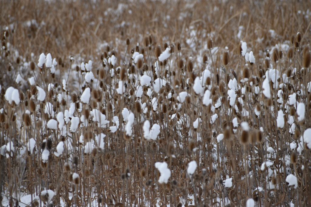 Snow-Crowned Cattails  by bjywamer