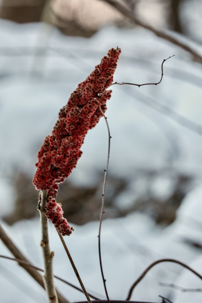 The Winter Picture of Sumac by corinnec