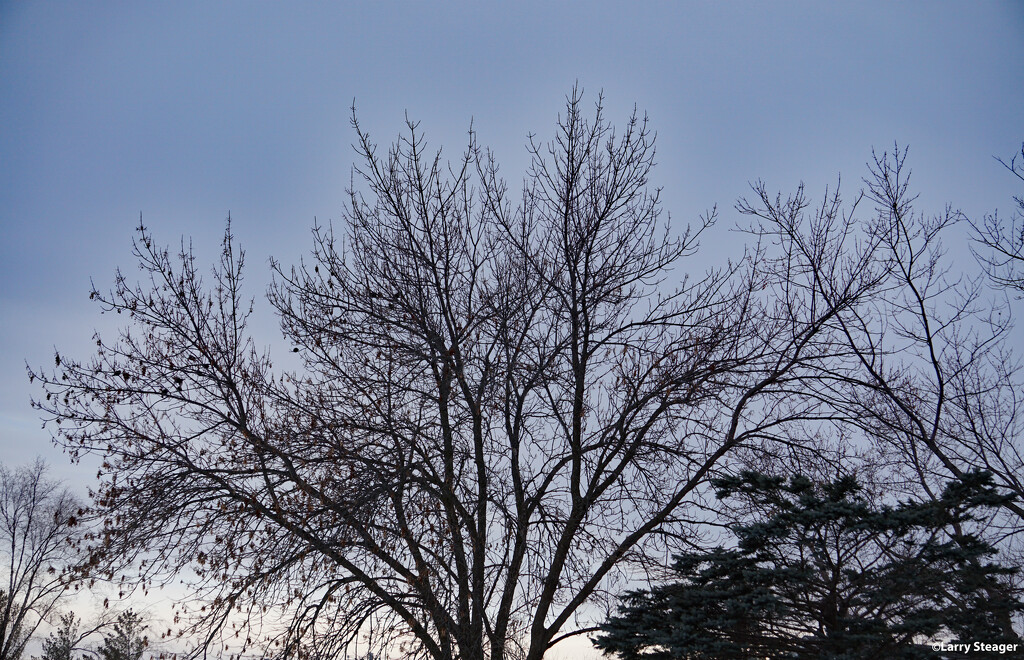 Blue sky bare tree by larrysphotos