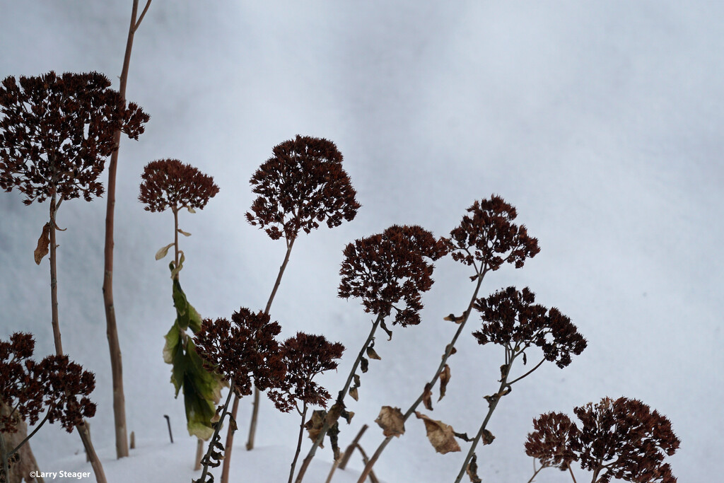Remains of sedum flowers from summer and fall by larrysphotos