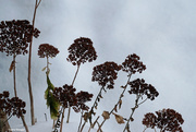 20th Dec 2022 - Remains of sedum flowers from summer and fall