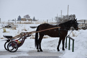 16th Dec 2022 - Amish Horse And Buggy