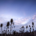 Winter Thistles by pdulis