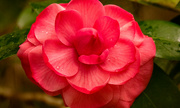 20th Dec 2022 - The Only Camellia Flower in Bloom!