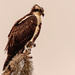 Osprey on It's Perch! by rickster549