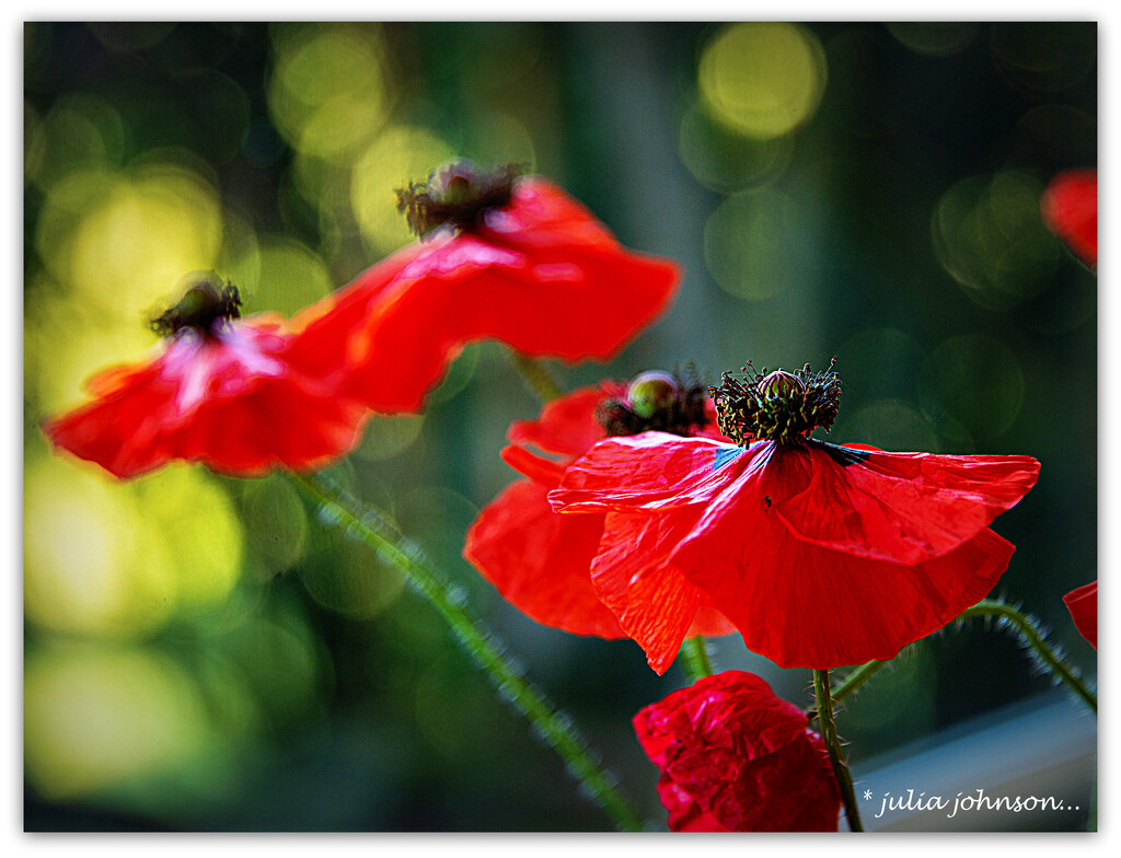 Poppies... The Day after.. by julzmaioro