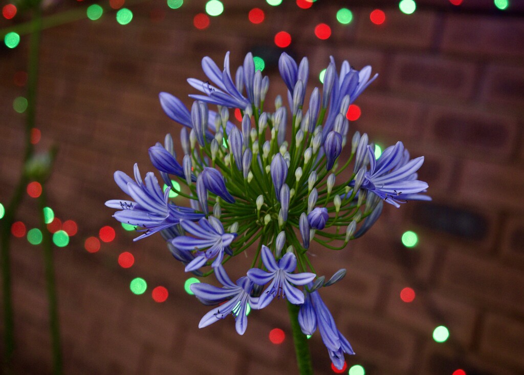 Blooms And Christmas Lights PC204373 by merrelyn