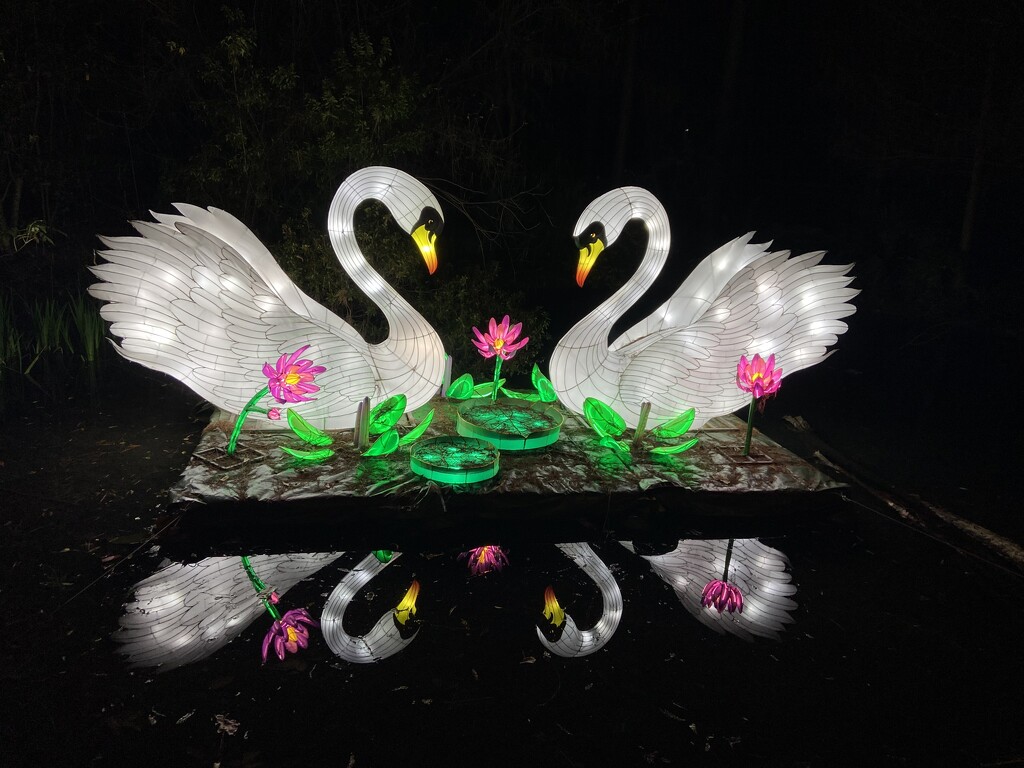 Swans  by rontu