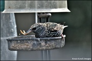21st Dec 2022 - Starlings love mealworms