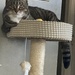 Chilling on the Cat Tree  by spanishliz