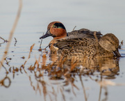20th Dec 2022 - Green-winged Teal pair