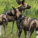 Wild Dogs by seacreature