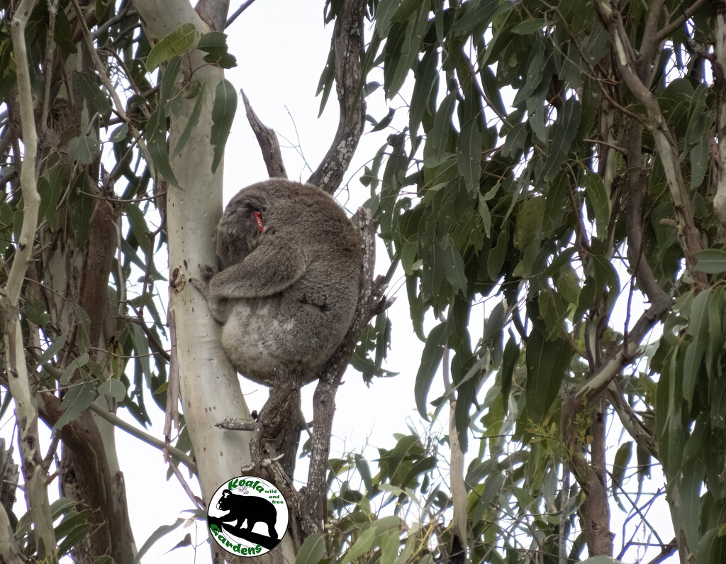 Valentine sightings by koalagardens