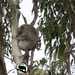 Valentine sightings by koalagardens