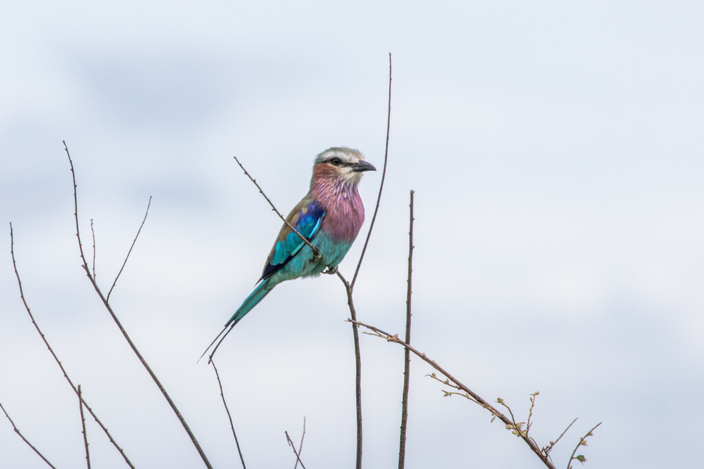Lilac Breasted Roller by seacreature