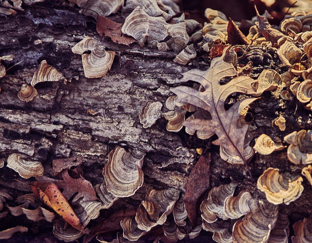 Oak and Fungus by gardencat