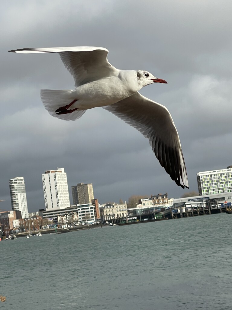Another Gull picture.  by bill_gk