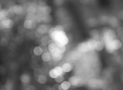 22nd Dec 2022 - Bokeh for a background...