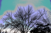21st Dec 2022 - Abstract Blue sky bare tree 