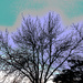 Abstract Blue sky bare tree  by larrysphotos