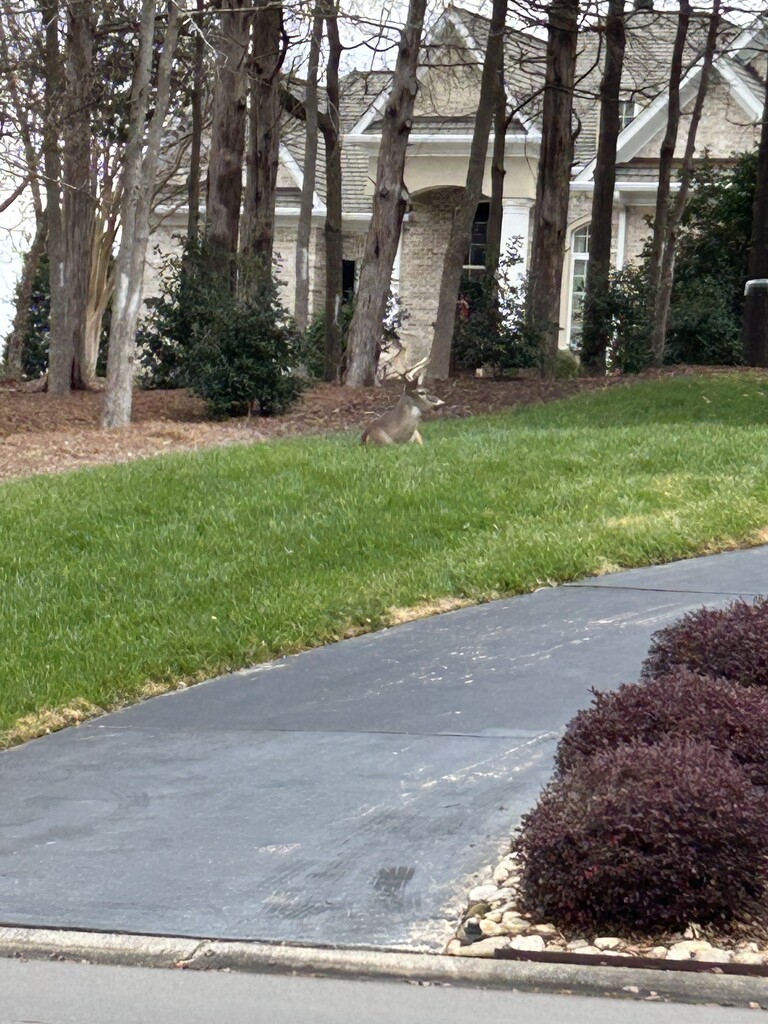 Dec 17 6 Point Buck In Neighbors Front Yard IMG_7487 by georgegailmcdowellcom