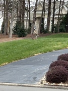 17th Dec 2022 - Dec 17 6 Point Buck In Neighbors Front Yard IMG_7487