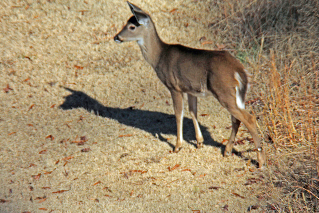 Dec 18Deer Small In Open IMG_9376 by georgegailmcdowellcom