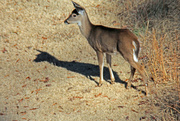 18th Dec 2022 - Dec 18Deer Small In Open IMG_9376