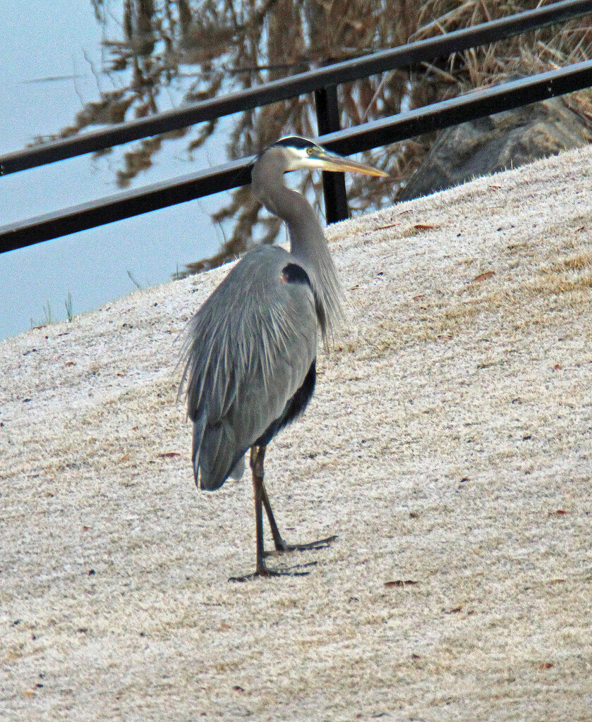 Dec 19 Blue Heron Fluffy Near Bridge IMG_9414 by georgegailmcdowellcom
